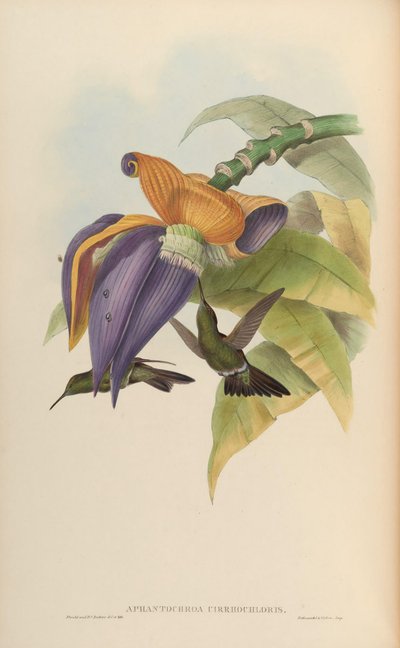 Aphantochroa cirrochloris by John Gould